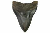 Fossil Megalodon Tooth - South Carolina #116623-2
